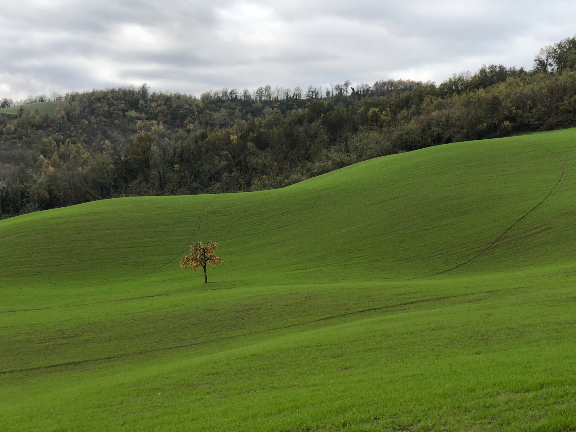 Colli piacentini al tramonto
